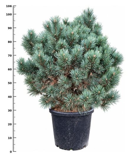 Pinus sylvestris 'Watereri'