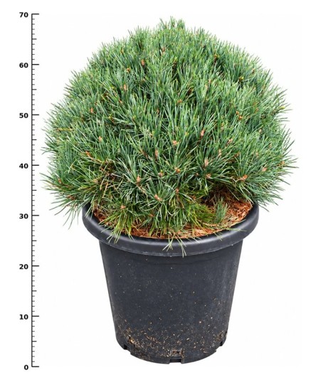 Pinus sylvestris 'Watereri'