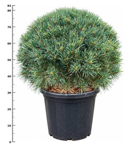 Pinus sylvestris 'Watereri'