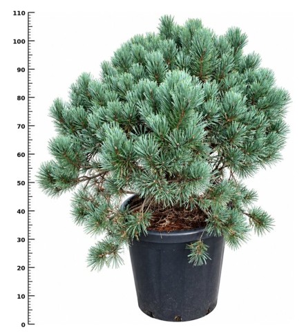 Pinus sylvestris 'Watereri'