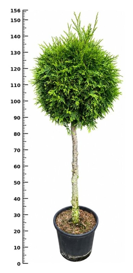 Thuja occ. 'Brabant'