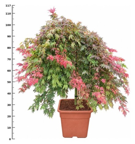 Acer pal. 'Cascade Crimson'