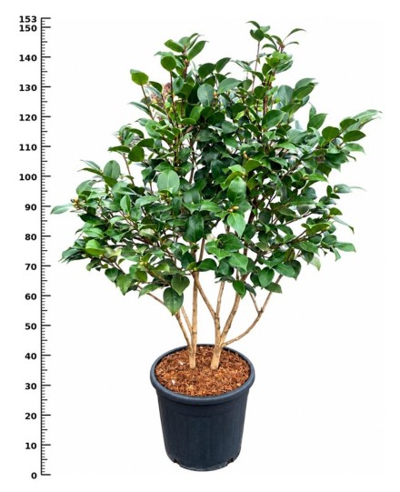 Camellia j. 'Roma Risorta'