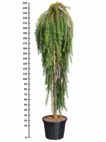 Larix kaempf. 'Stiff Weeper'