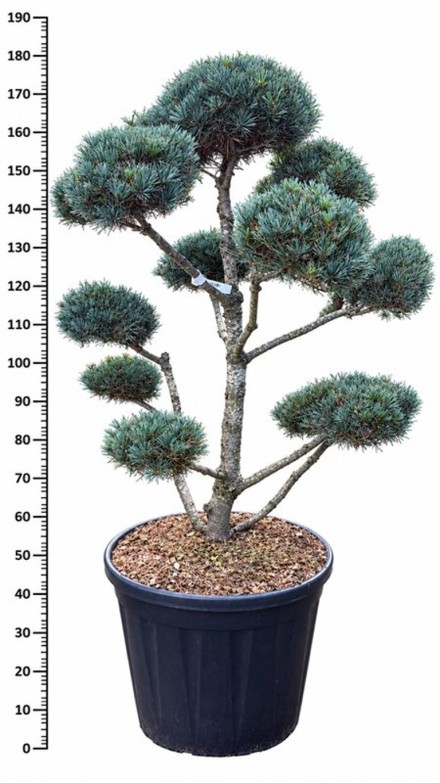 Pinus parv. 'Negishi'