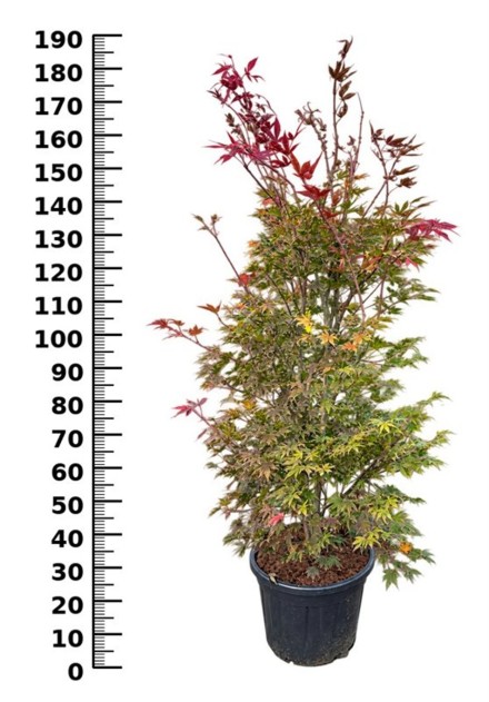 Acer pal. 'Atropurpureum'
