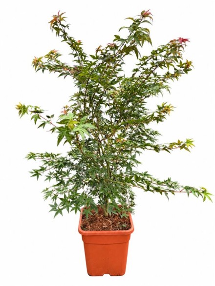Acer pal. 'Beni-maiko'
