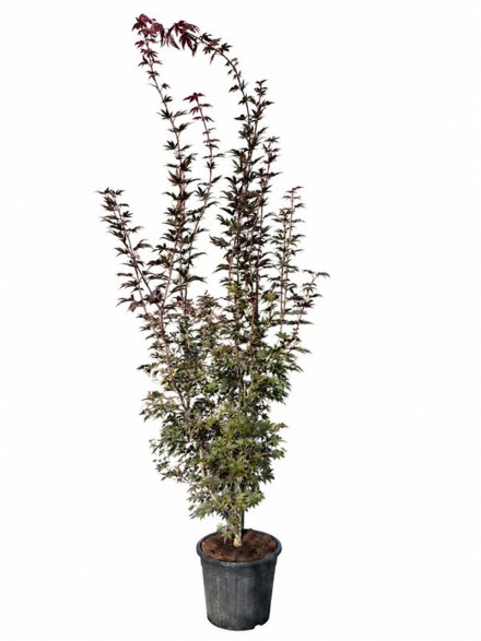 Acer pal. 'Bloodgood'