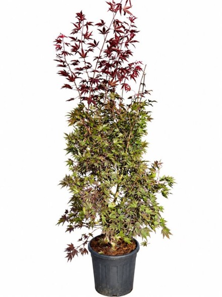 Acer pal. 'Fireglow'