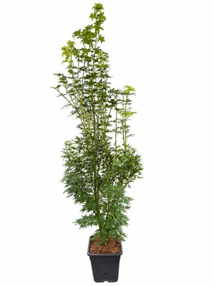 Acer pal. 'Going Green'