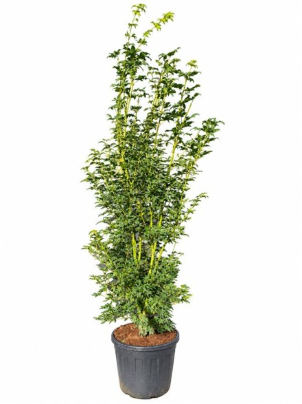 Acer pal. 'Going Green'