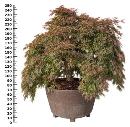 Acer pal. 'Inaba-shidare'