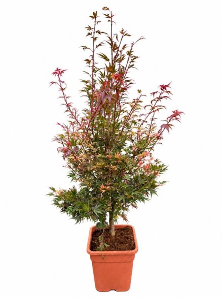 Acer pal. 'Shaina'