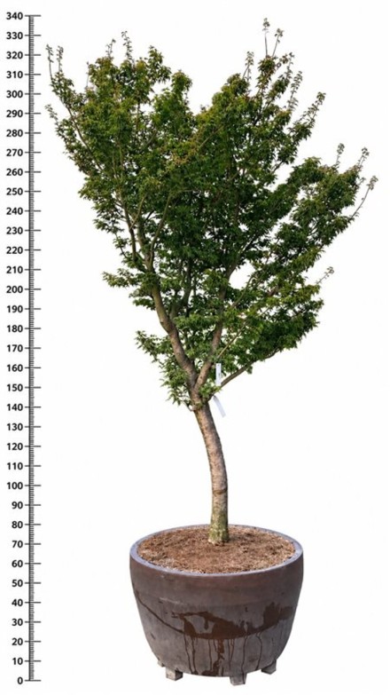 Acer pal. 'Shishigashira'