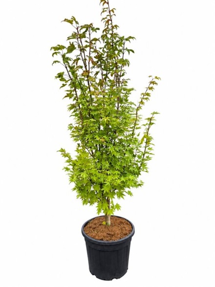 Acer shir. 'Summergold'