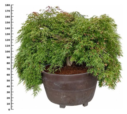 Acer pal. 'Dissectum atropurpureum'