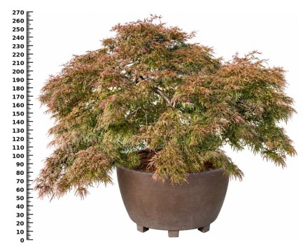 Acer pal. 'Garnet'