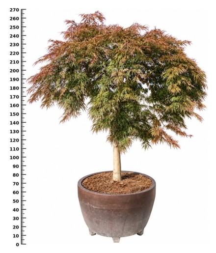 Acer pal. 'Garnet'