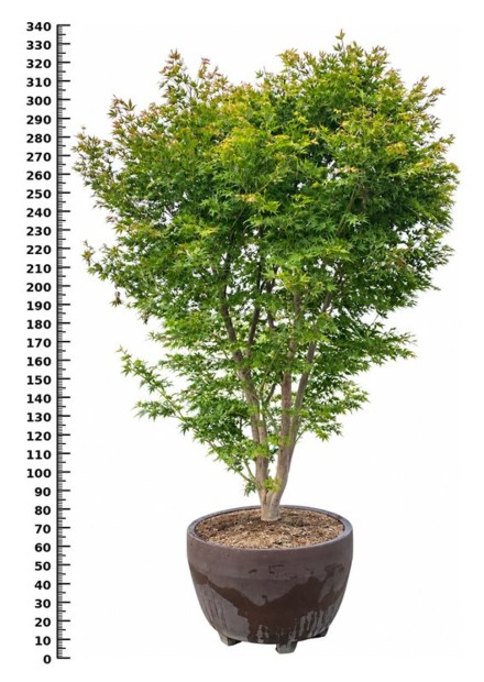 Acer palm. 'Kogane-Nishiki'