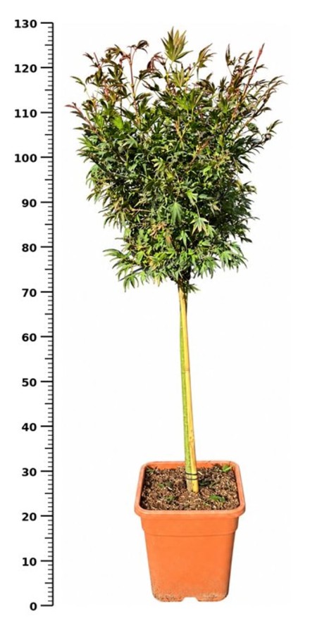 Acer pal. 'Shaina'