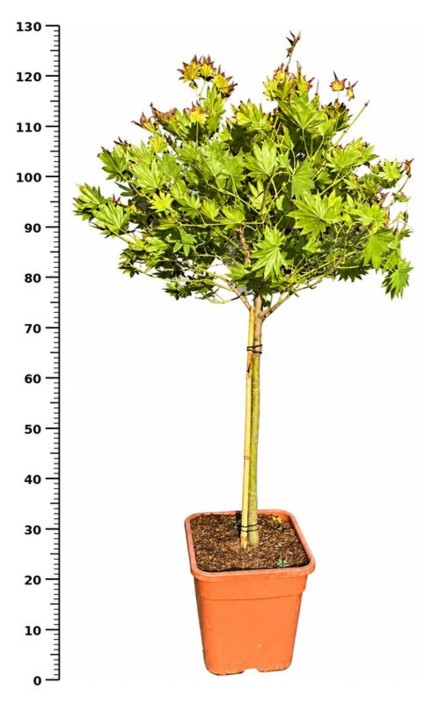 Acer shirasawanum Moonrise