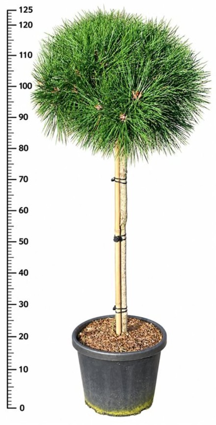 Pinus nigra 'Pierrick Bregeon'