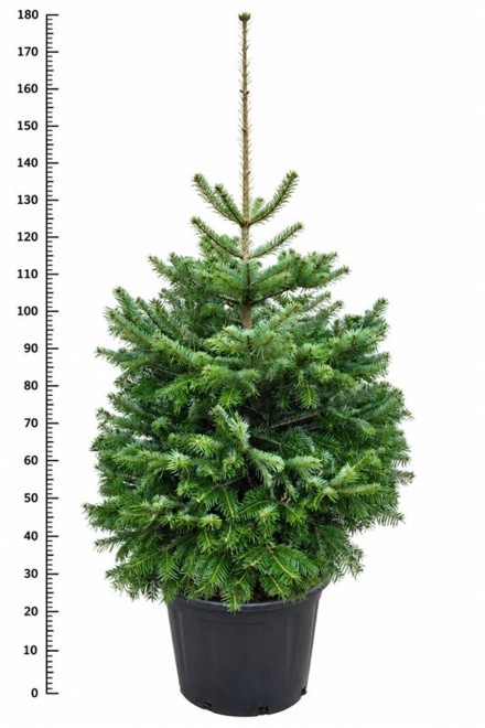Abies nordmanniana
