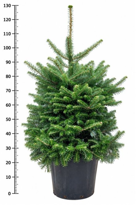 Abies koreana
