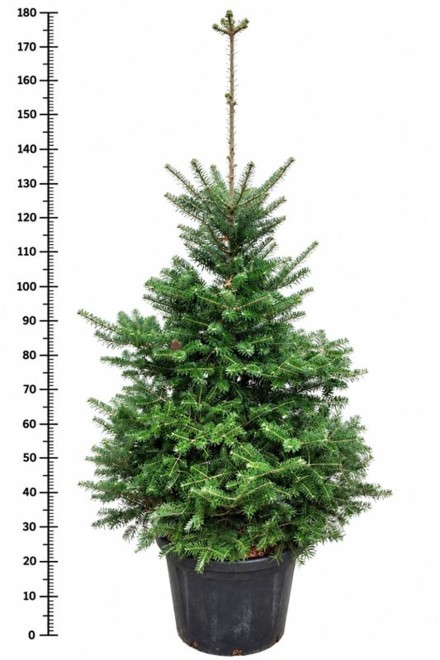 Abies koreana