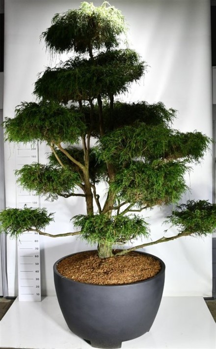 Chamaecyparis p. 'Filifera Nana'