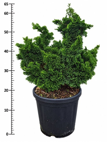 Chamaecyparis o. 'Nana Gracilis'