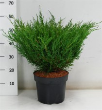 Juniperus h. 'Andorra Compact'