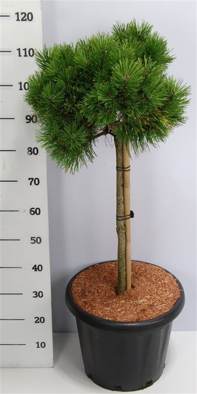 Pinus mugo 'Schweizer Tourist'