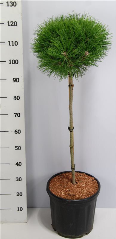 Pinus nigra 'Marie Bregeon'