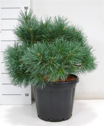 Pinus sylv. 'Chantry Blue'