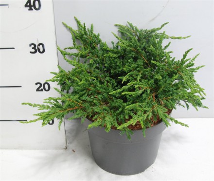 Juniperus comm. 'Repanda'