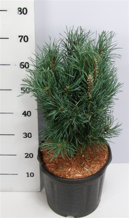 Pinus sylv. 'Fastigiata'