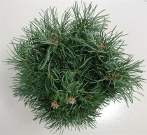 Pinus sylv. 'Fastigiata'