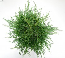 Juniperus h. 'Andorra Compact'