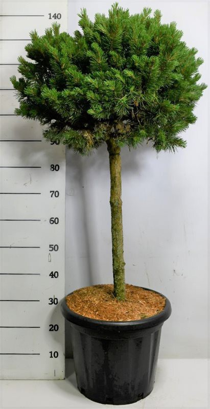 Pinus mugo 'Lilliput'