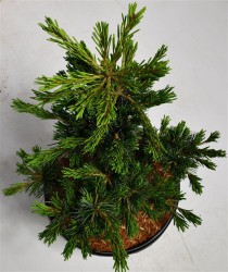 Pinus parv. 'Negishi'