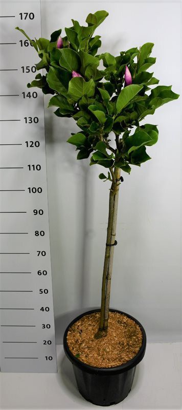 magnolia-march-till-frost