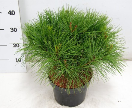 Pinus d. 'Alice Verkade'