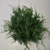 Juniperus virg. 'Grey Owl'