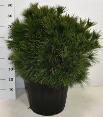 Pinus strobus 'Bergman's Mini'