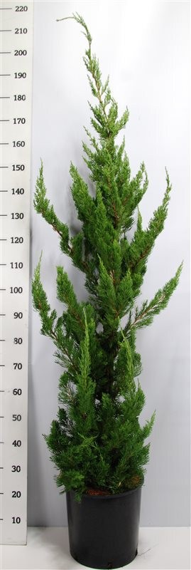 Juniperus chin. 'Kaizuka'
