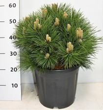 Pinus nigra 'Nana'