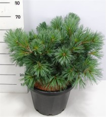 Pinus strobus 'Secrest'