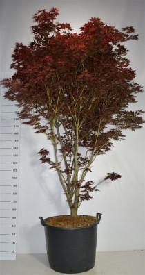 Acer pal. 'Red Flash'