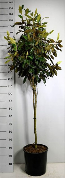 Magnolia grand. 'Little Gem'